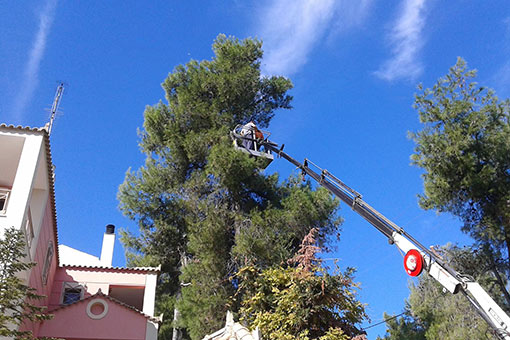 Κόψιμο Και Κλάδεμα Δέντρων